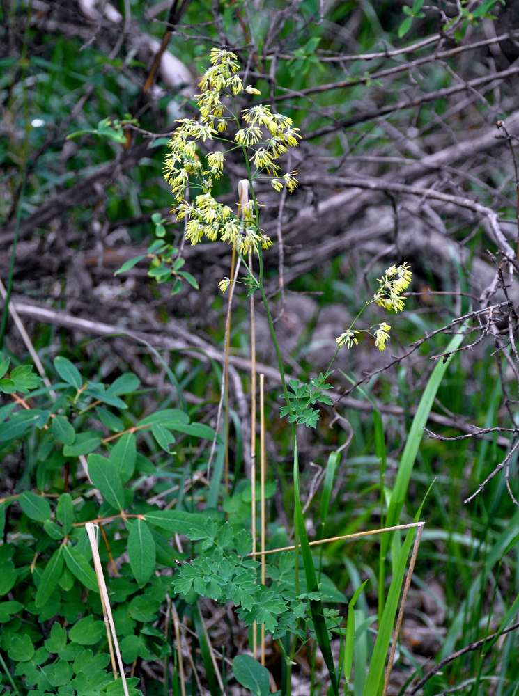 Image of Thalictrum minus specimen.