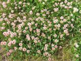 Trifolium repens