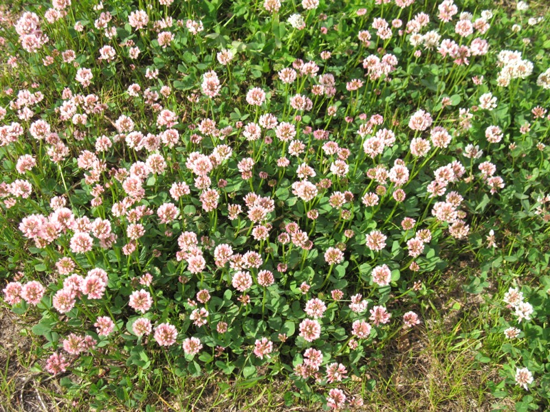 Изображение особи Trifolium repens.