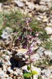 Salvia sclarea. Верхушка отцветшего растения с повреждёнными побегами. Крым, гора Ай-Петри, лесостепь. 21.09.2018.