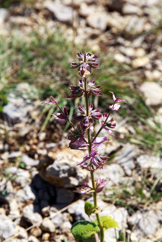 Image of Salvia sclarea specimen.