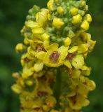 Verbascum nigrum. Часть соцветия с бутонами и распустившимися цветками. Московская обл., Раменский р-н, пос. Ильинский, на заросшей травой улице. 07.07.2018.