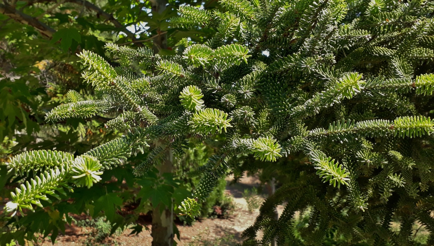 Изображение особи Abies pinsapo.