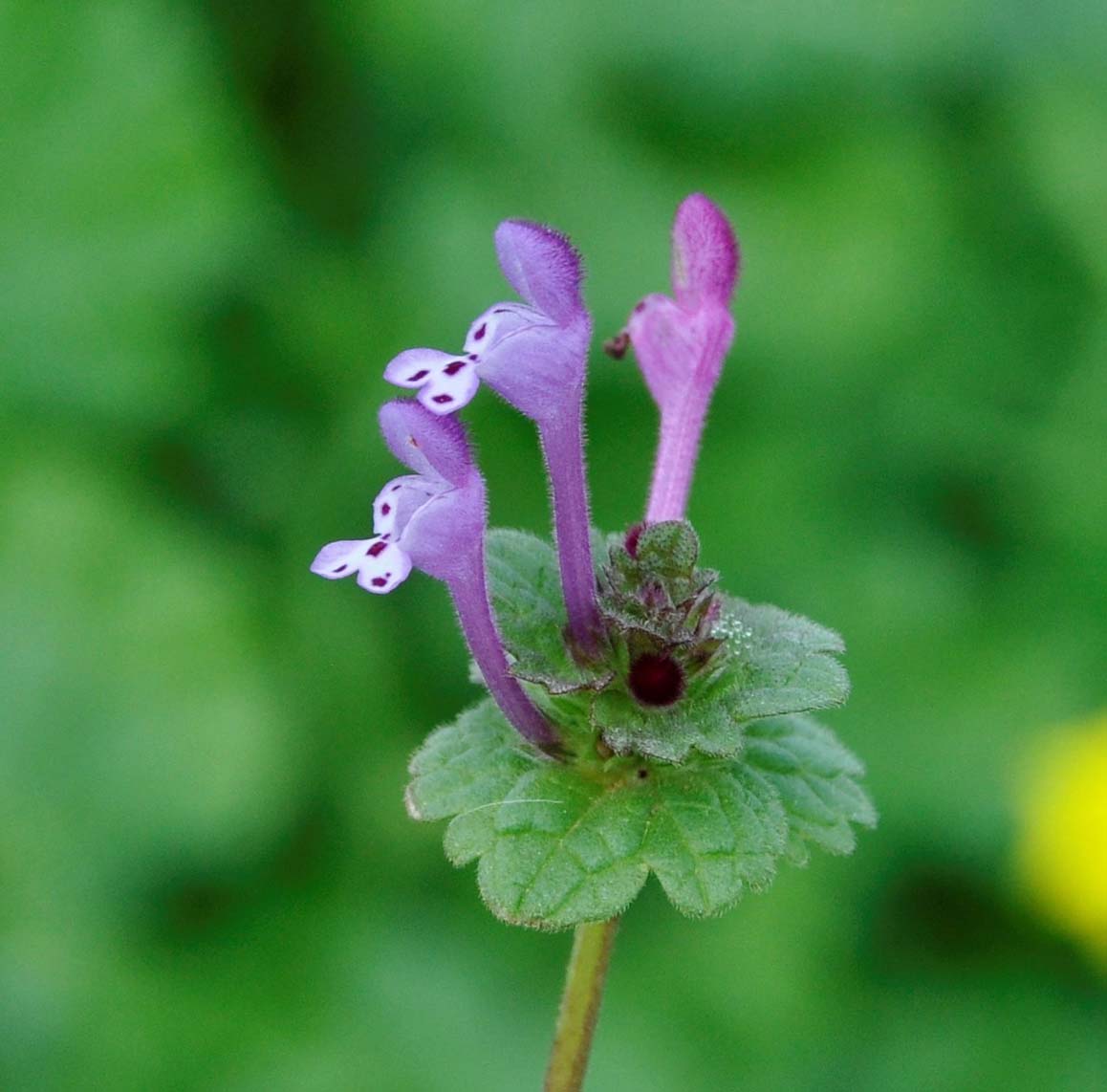 Image of Lamium amplexicaule specimen.