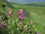 Hedysarum hedysaroides. Побеги с соцветиями. Украина, Закарпатская обл., Раховский р-н, хр. Свидовец, ≈ 1800 м н.у.м., альпийское травянисто-кустарничковое сообщество. 2 июля 2010 г.