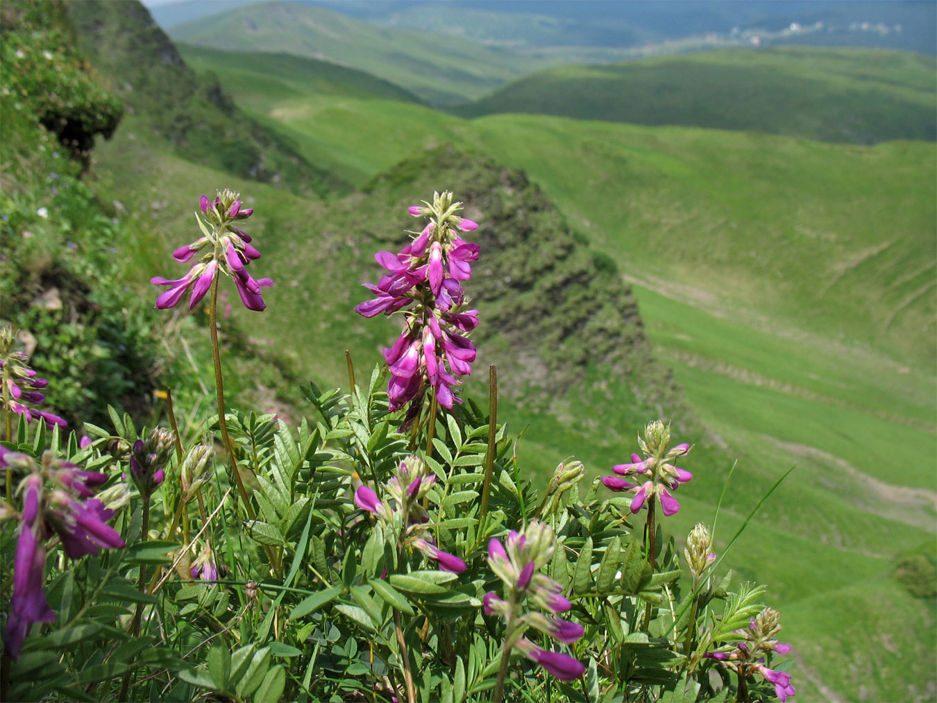 Изображение особи Hedysarum hedysaroides.