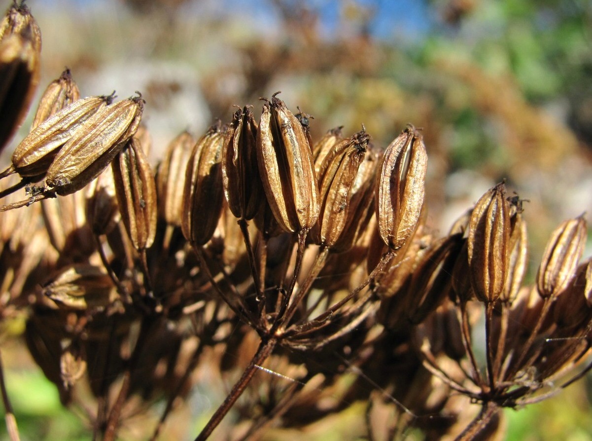 Image of Ligusticum scoticum specimen.