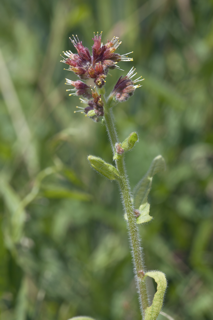 Image of Solenanthus circinnatus specimen.