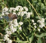 Image of taxon representative. Author is Тамара Риб