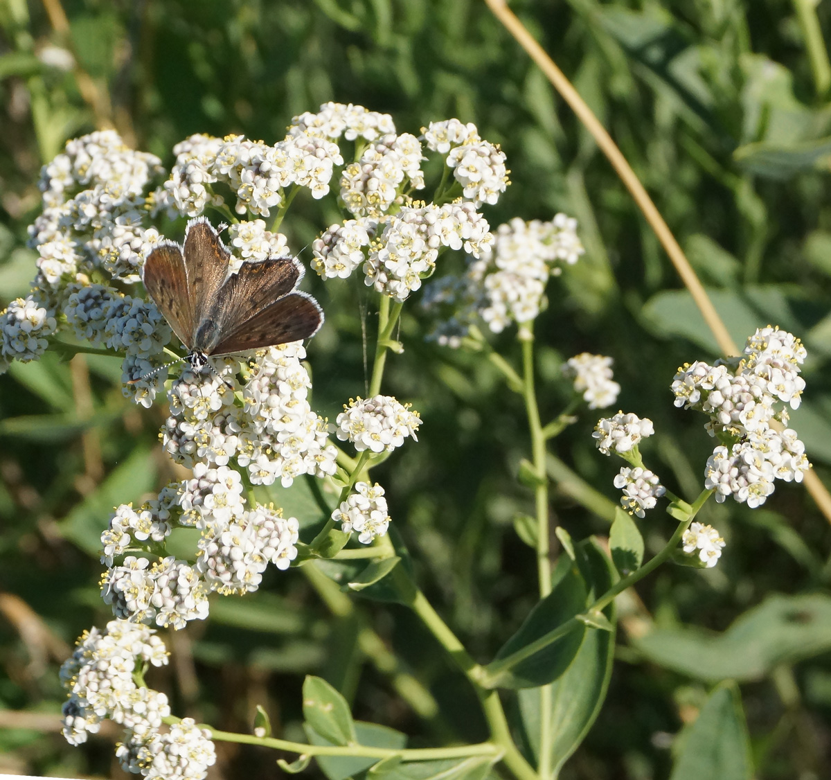 Изображение особи Lepidium latifolium.