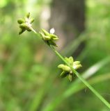 Carex loliacea. Верхушка побега с соплодиями. Архангельская обл., Вельский р-н, окр. пос. Усть-Шоноша, лес. 28 июня 2010 г.