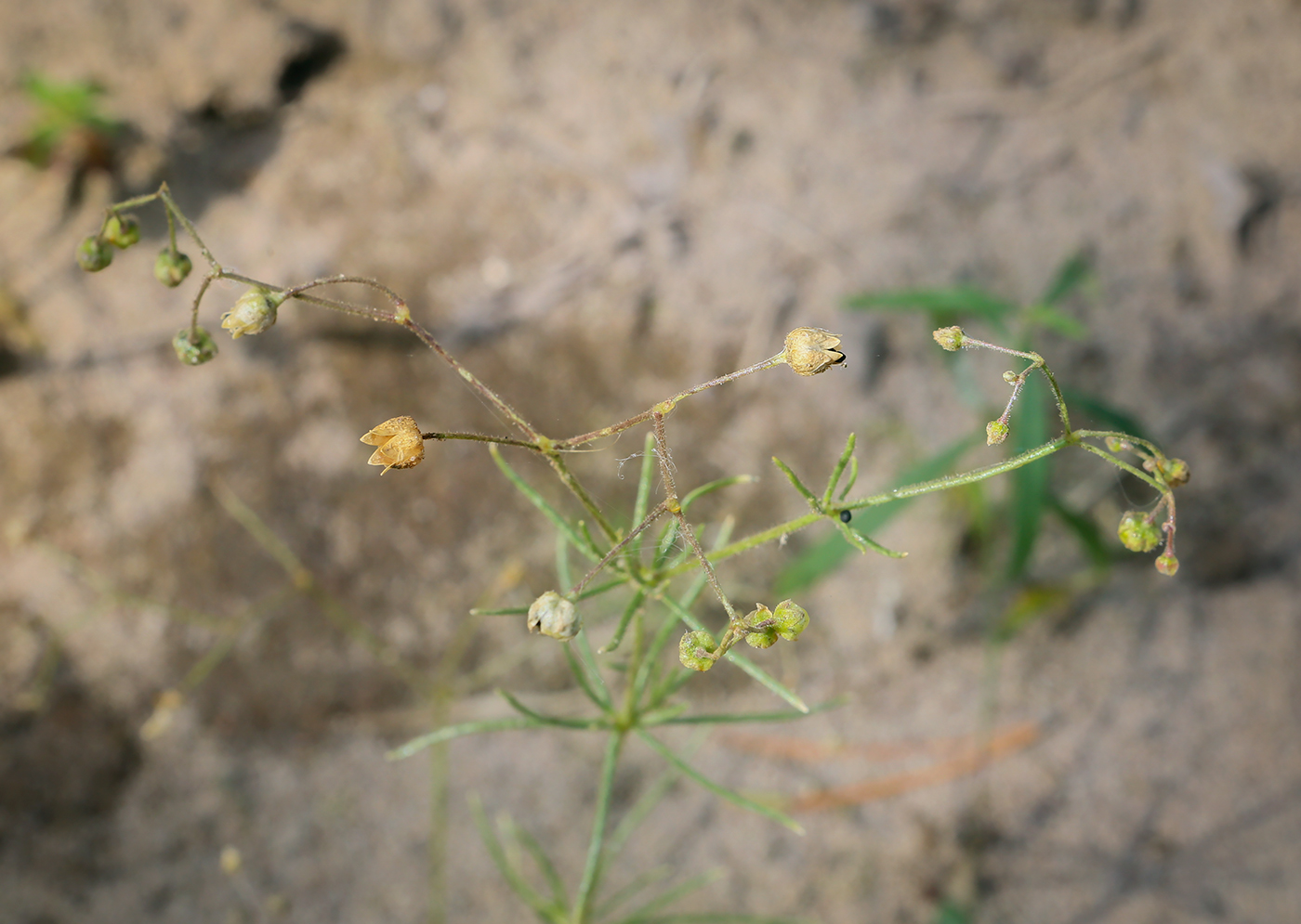 Изображение особи Spergula arvensis.