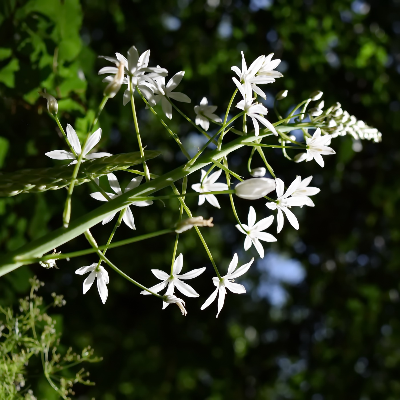 Image of Ornithogalum arcuatum specimen.