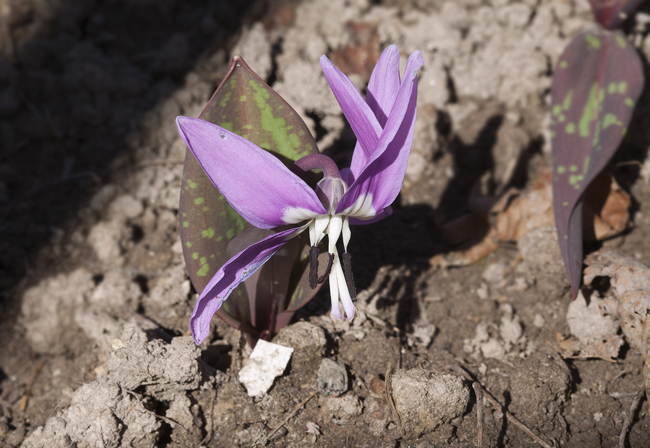 Image of Erythronium sulevii specimen.