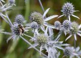 Eryngium planum. Верхушка растения с соцветиями и кормящейся мухой-журчалкой (Eristalis). Республика Татарстан, Камско-Устьинский р-н, окр. с. Тенишево, долина р. Волга, обрывистый правый берег в р-не Юрьевских пещер, поляна в борту залесённого оврага. 05.08.2018.