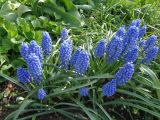 Muscari armeniacum