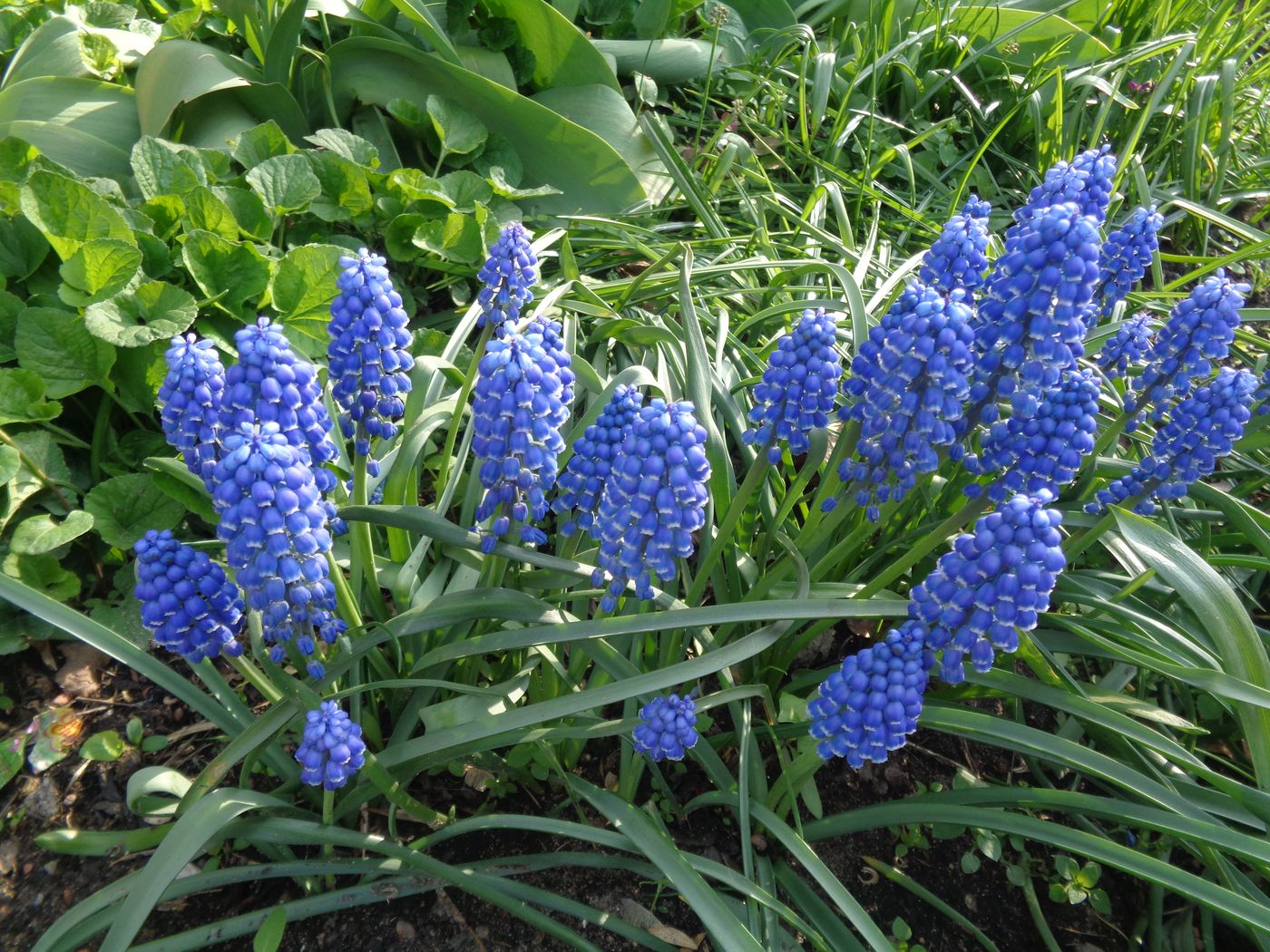 Изображение особи Muscari armeniacum.