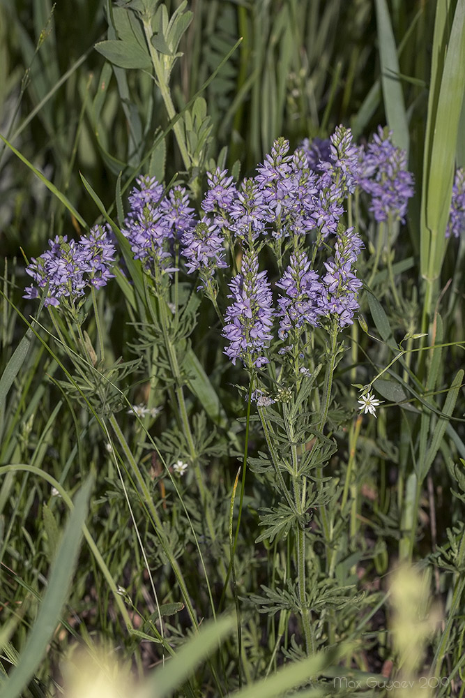 Image of Veronica jacquinii specimen.