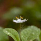 Trientalis europaea