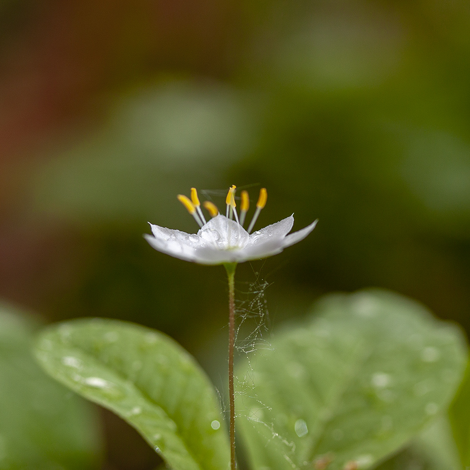 Image of Trientalis europaea specimen.