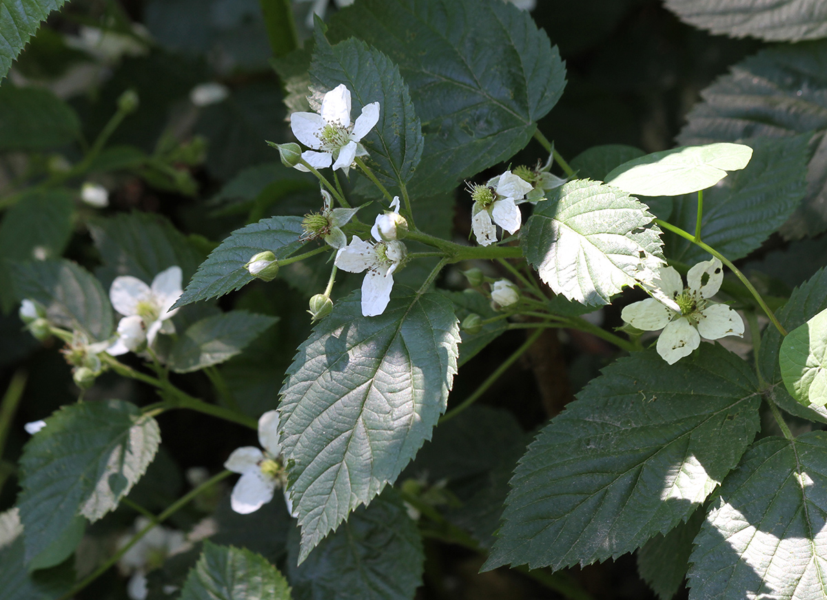 Изображение особи Rubus nessensis.