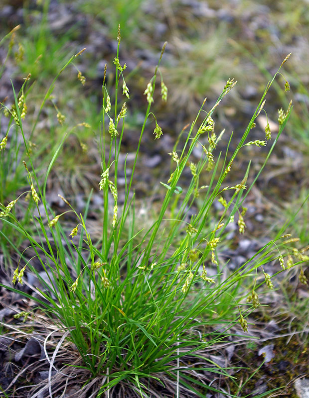 Image of Carex capillaris specimen.
