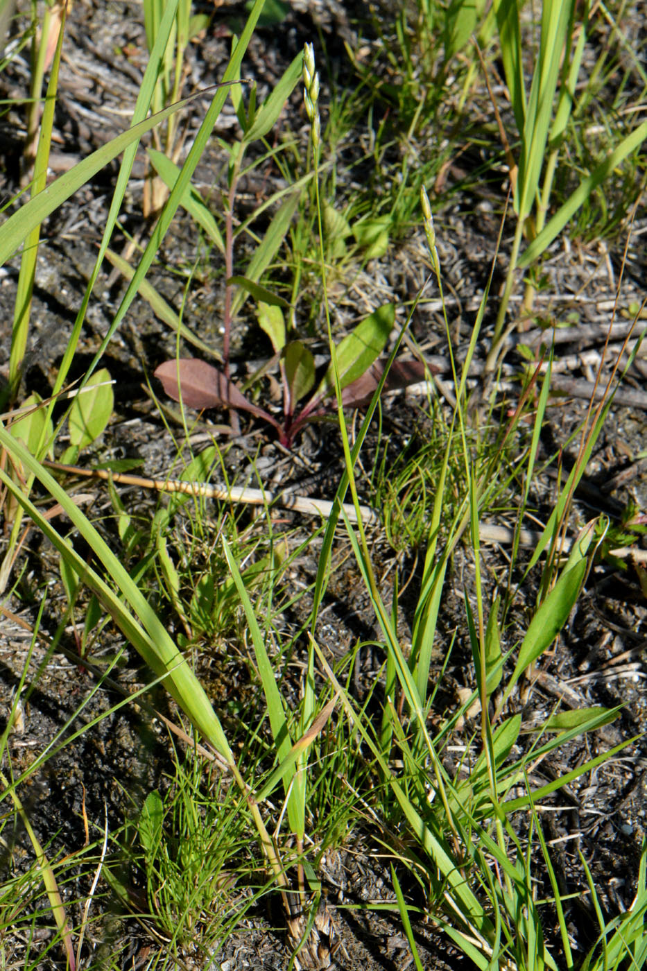 Изображение особи Sieglingia decumbens.