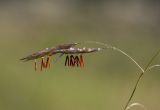 Image of taxon representative. Author is Валентин Реморов
