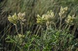 Oxytropis pilosa. Верхушка цветущего растения. Челябинская обл., Кизильский р-н, окр. с. Богдановское, долина р. Урал, высокий берег, степь. 14 июня 2019 г.