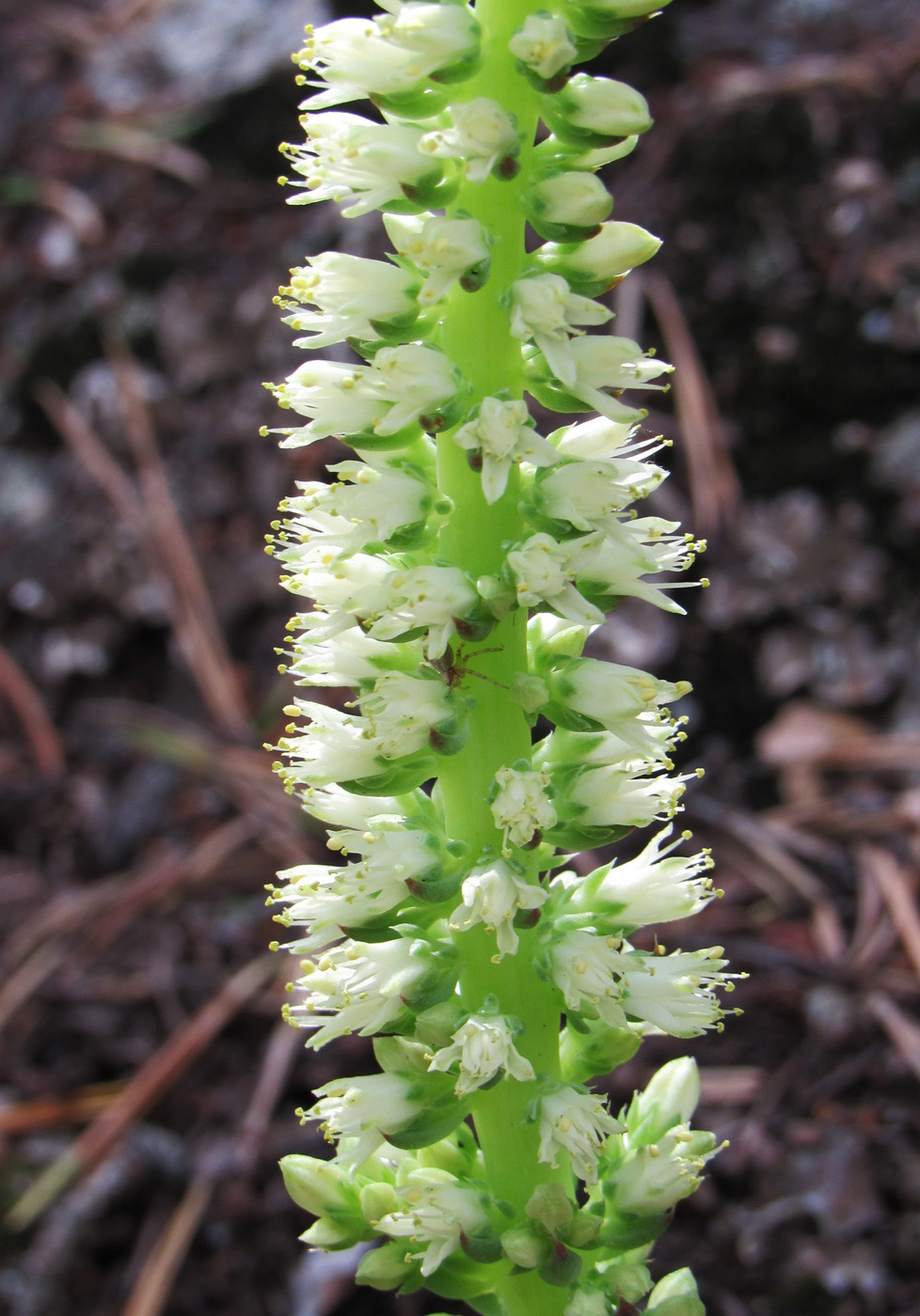 Image of Orostachys spinosa specimen.