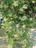 Styphnolobium japonicum. Ветви с соцветиями. Южный Берег Крыма, Ялта. 21.07.2010.
