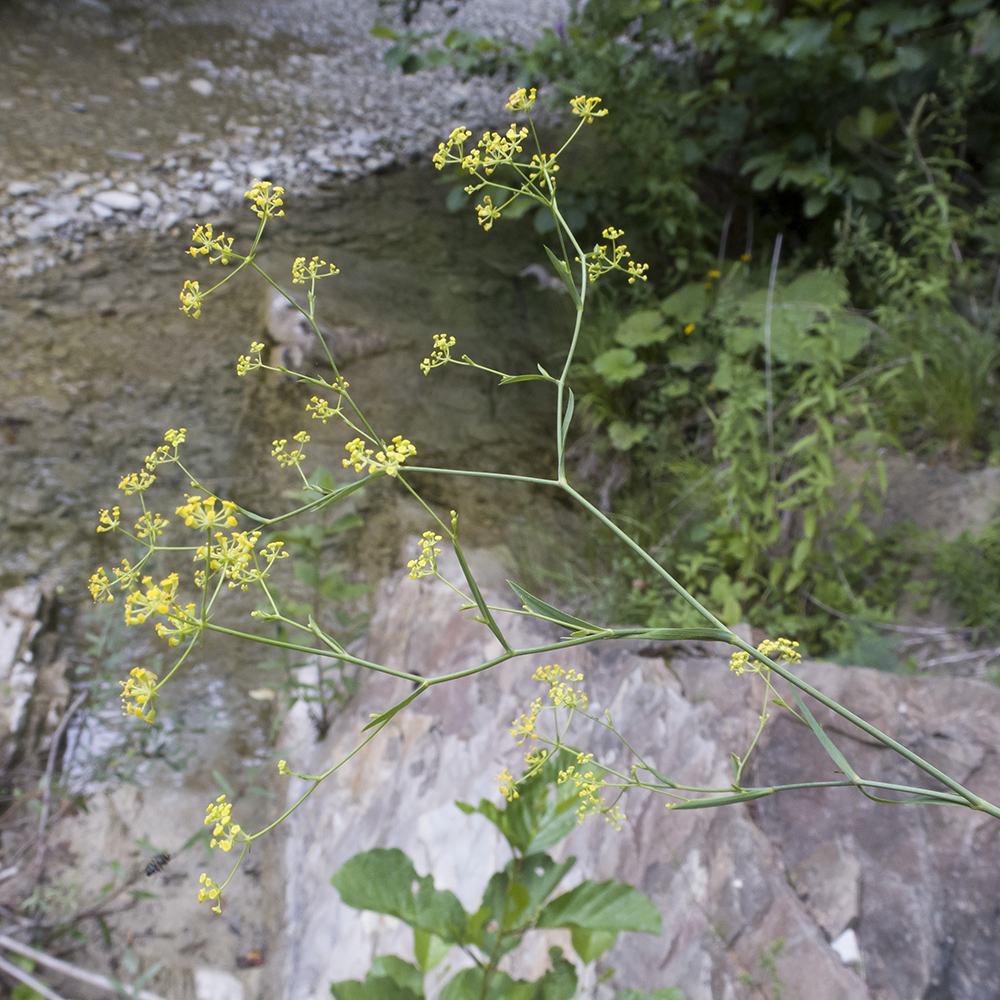 Изображение особи Bupleurum woronowii.