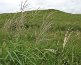 Miscanthus purpurascens. Верхушки колосящихся растений. Приморский край, Хасанский р-н, окр. с. Витязь, луг. 13 сентября 2019 г.