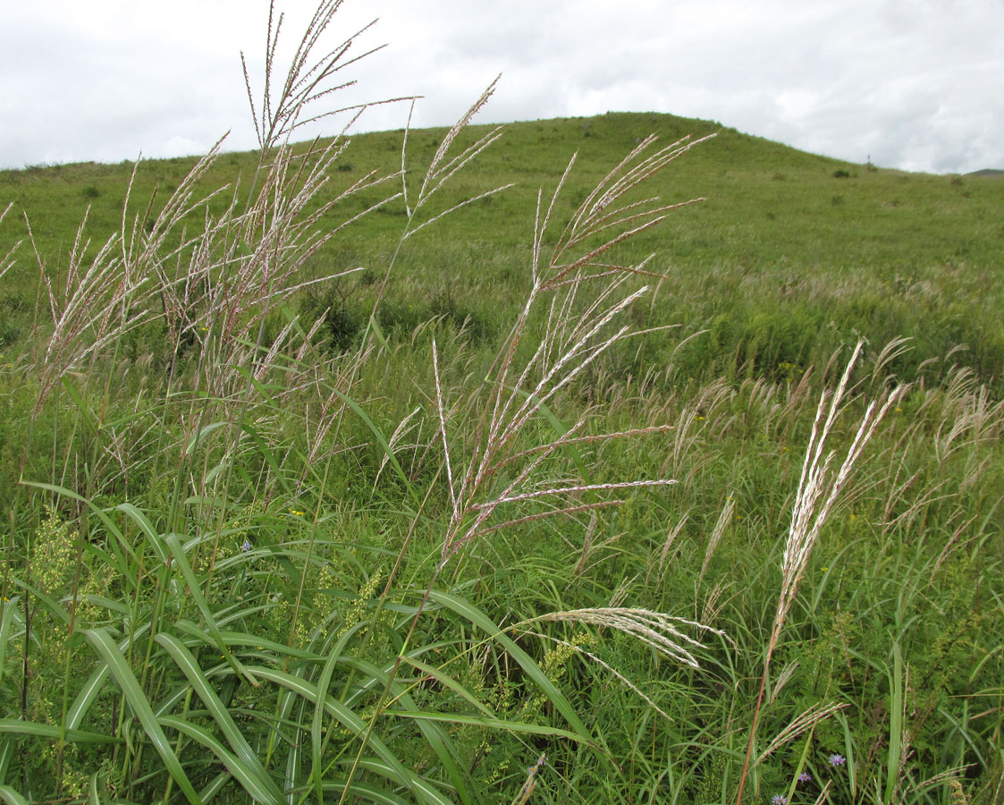 Image of Miscanthus purpurascens specimen.