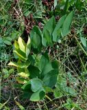 Polygonatum odoratum. Плодоносящее растение. Челябинская обл., Кыштымский гор. округ, гора Сугомак, ≈ 600 м н.у.м., луговой склон. 04.08.2019.