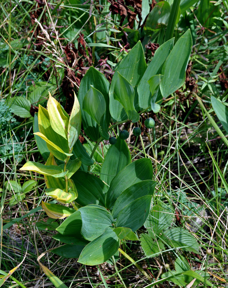 Image of Polygonatum odoratum specimen.