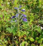 Delphinium brachycentrum. Цветущее растение. Берингово море, Карагинский зал., о. Верхотурова, тундра. 30.06.2018.