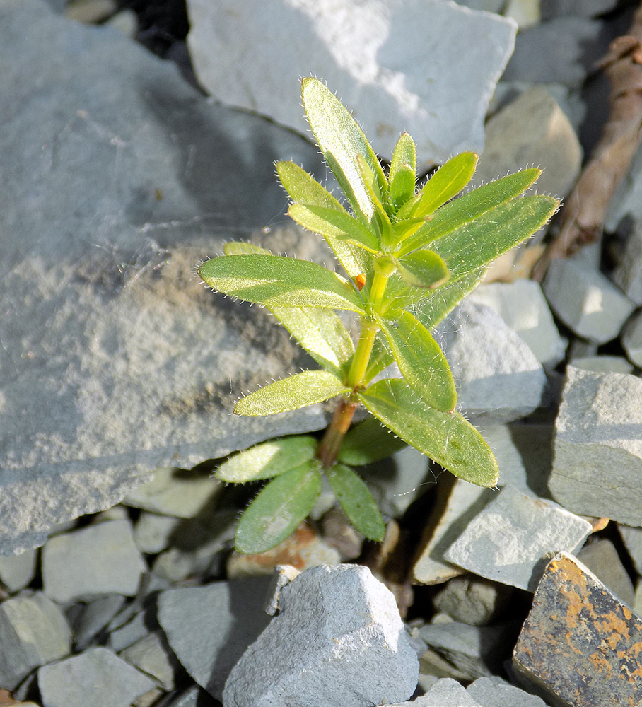 Image of Cruciata coronata specimen.