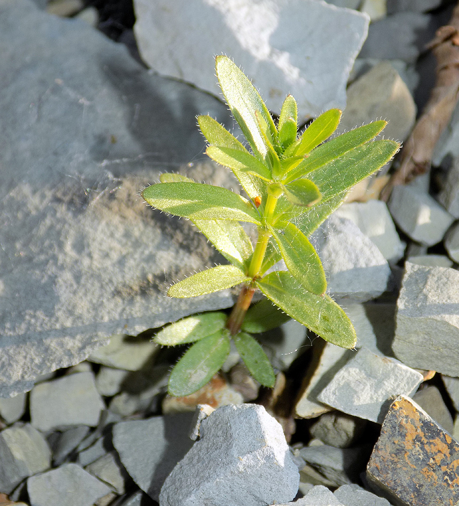 Изображение особи Cruciata coronata.