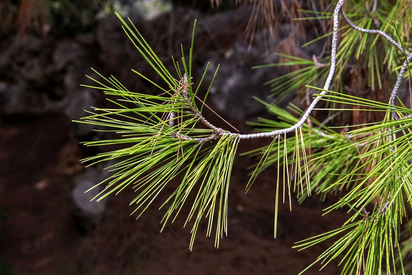 Изображение особи Pinus halepensis.