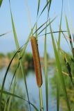 Typha angustifolia