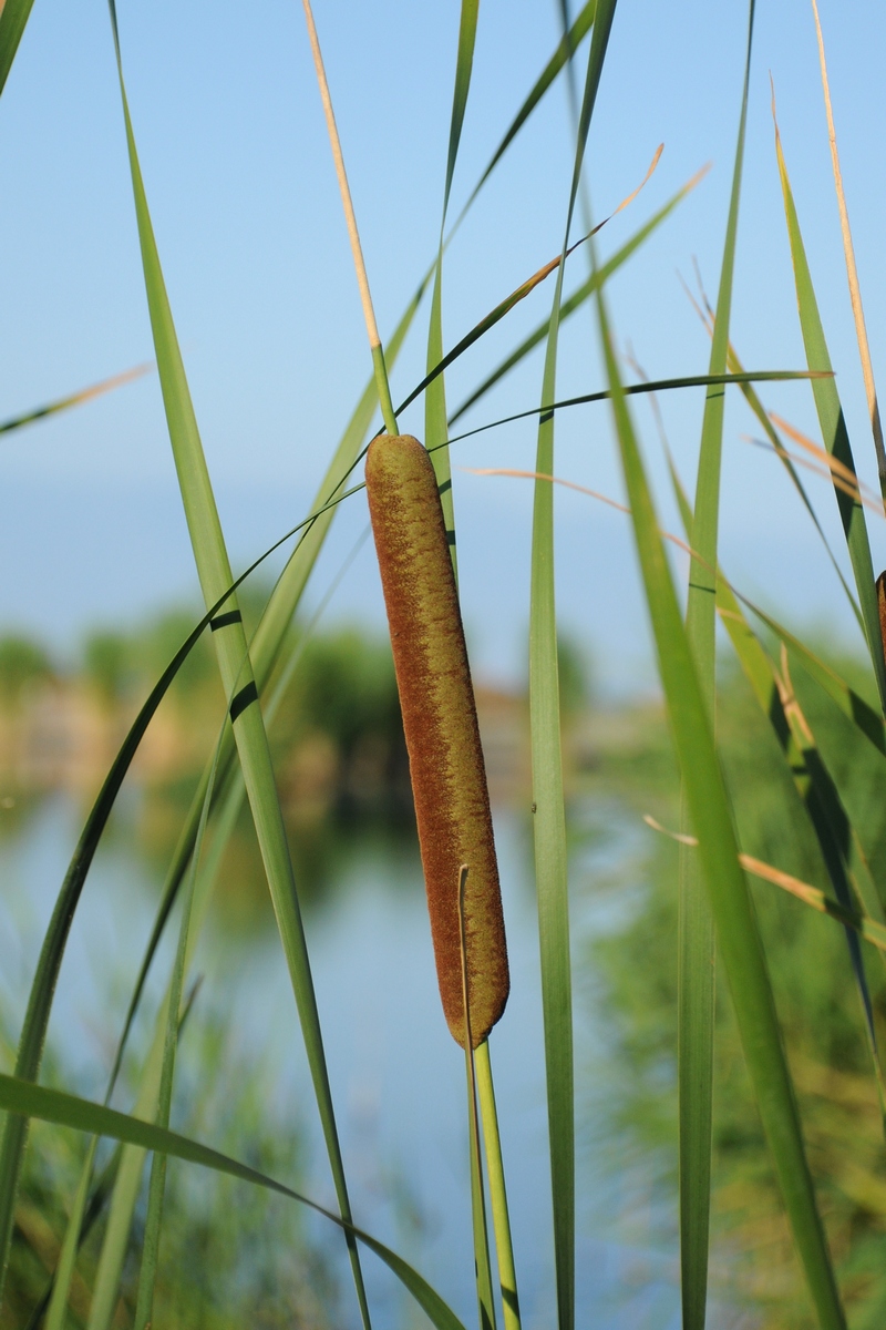 Image of Typha angustifolia specimen.