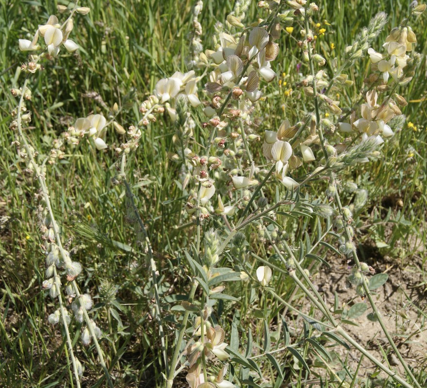 Image of Onobrychis buhseana specimen.