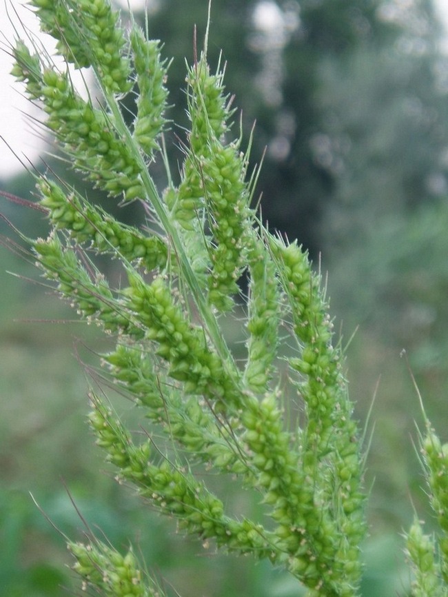 Изображение особи Echinochloa crus-galli.