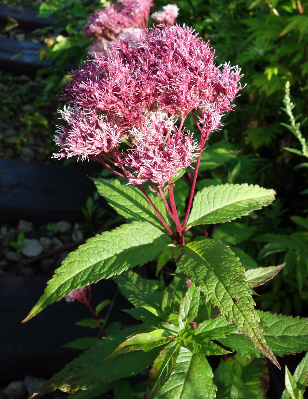 Изображение особи Eupatorium glehnii.