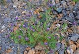 Astragalus adsurgens