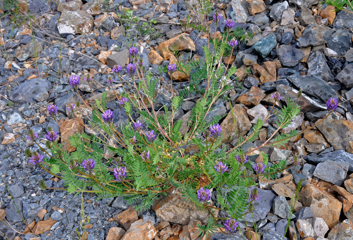 Image of Astragalus adsurgens specimen.