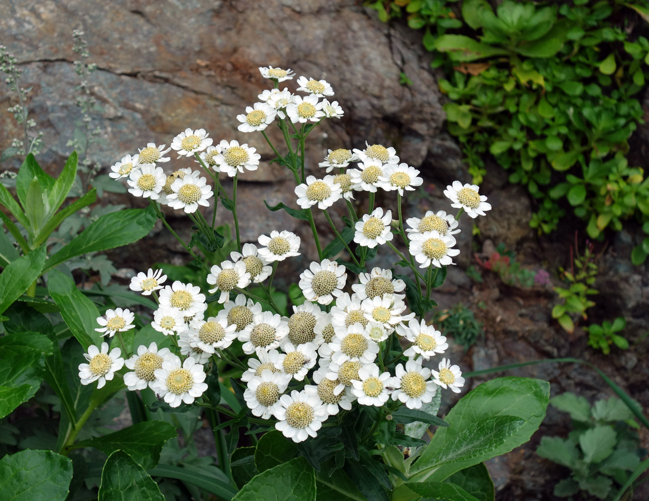 Image of Achillea ptarmica ssp. macrocephala specimen.