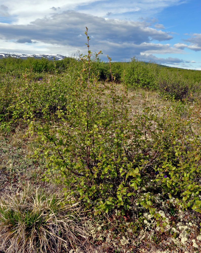 Image of Betula fruticosa specimen.