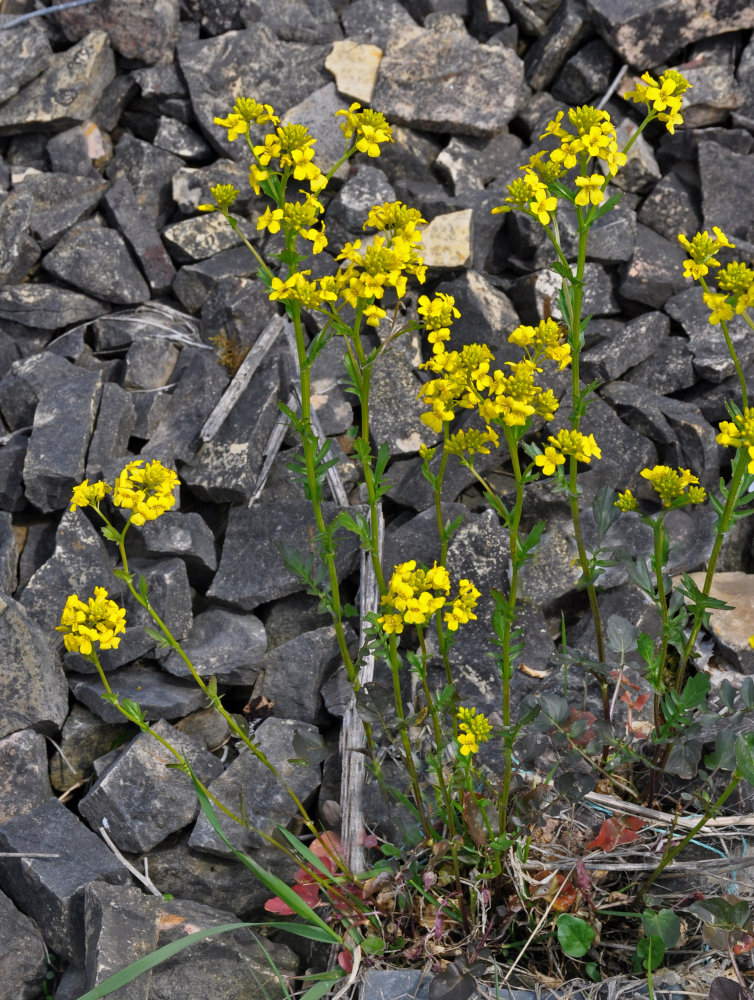 Image of Barbarea vulgaris specimen.